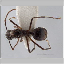 Polyrhachis furcata  Smith, 1858  
dorsal