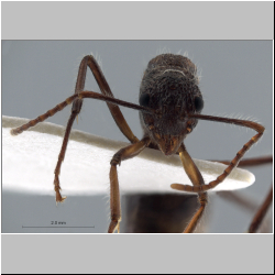 Polyrhachis