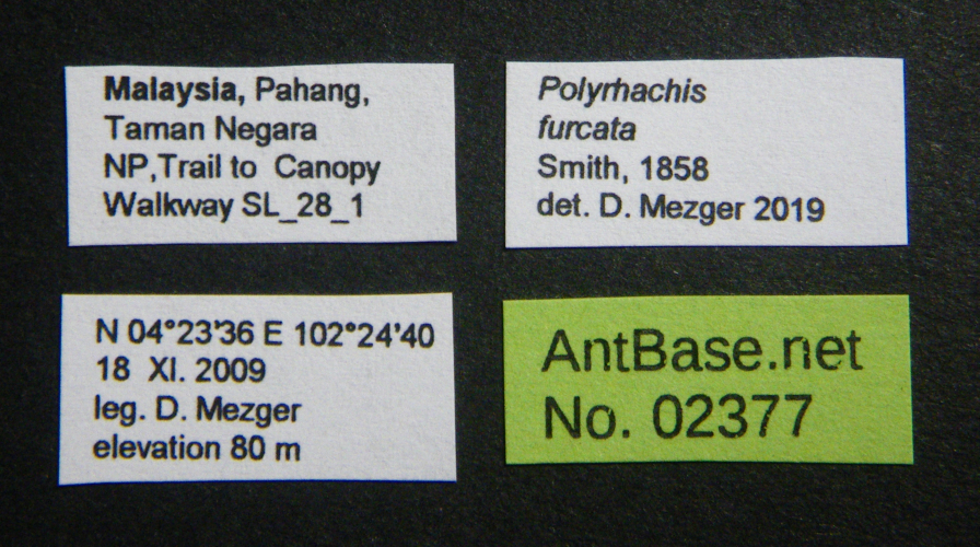 Colobopsis nipponica label