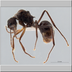 Polyrhachis furcata  Smith, 1858