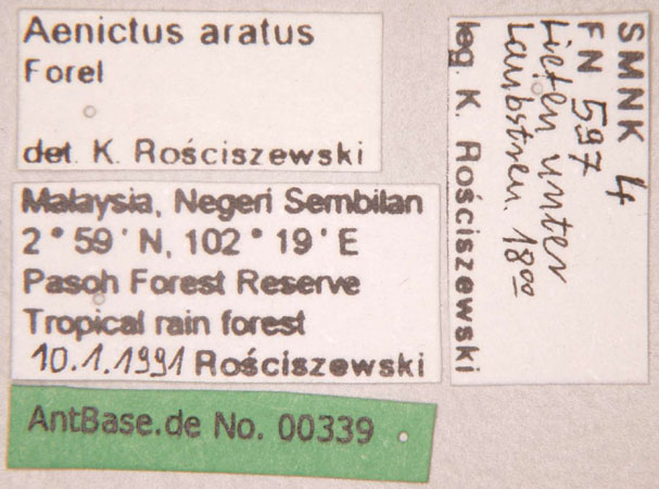 Aenictus aratus label