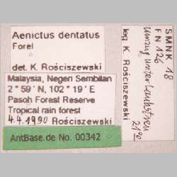 Aenictus dentatus Forel, 1911 label