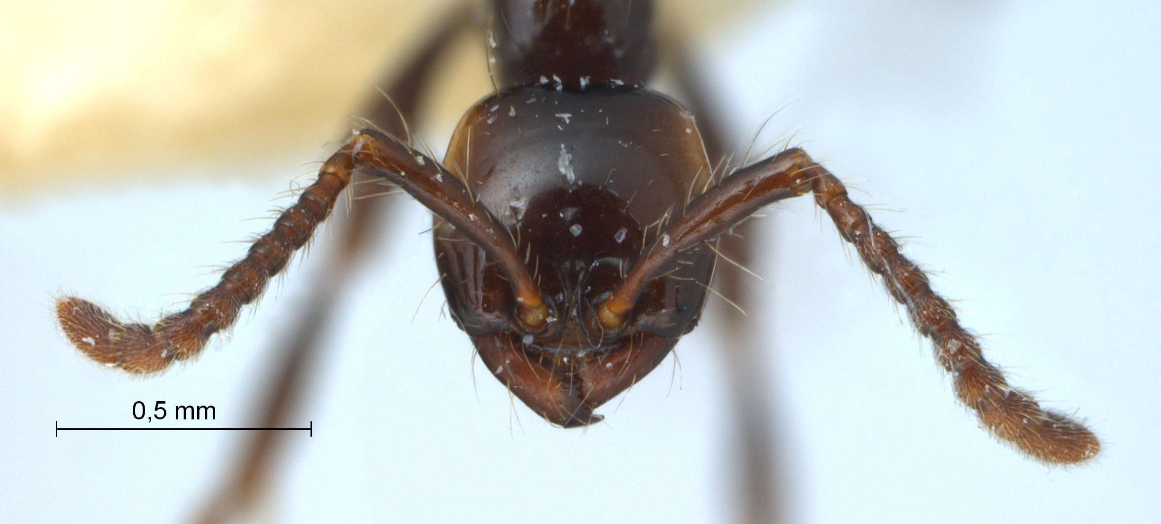 Aenictus fergusoni frontal