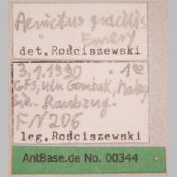 Aenictus gracilis Emery, 1893 label