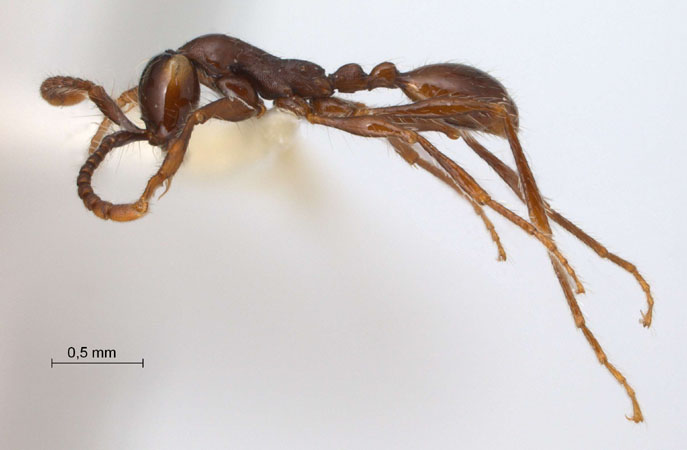 Aenictus gracilis lateral