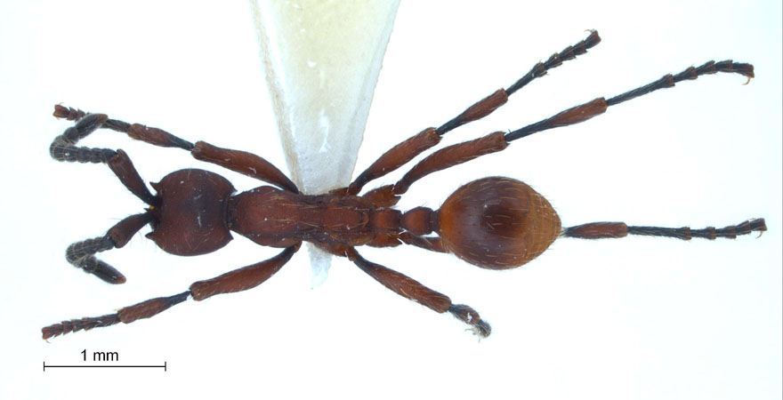 Aenictus hottai dorsal