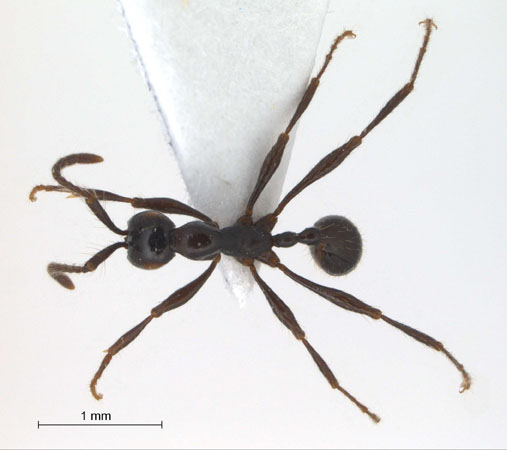 Aenictus laeviceps dorsal