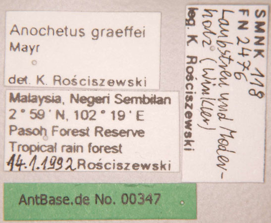 Anochetus graeffei label