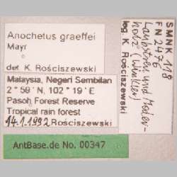 Anochetus graeffei Mayr, 1870 label