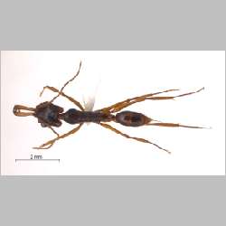 Anochetus sp. 5 near tua Brown, 1978 dorsal