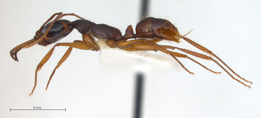 Anochetus sp. 5 near tua lateral