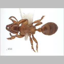 Centromyrmex feae Emery, 1889 dorsal