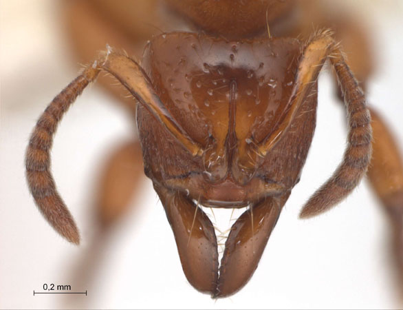 Centromyrmex feae frontal