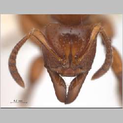 Centromyrmex feae Emery, 1889 frontal