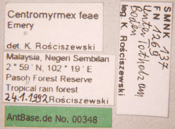 Centromyrmex feae label