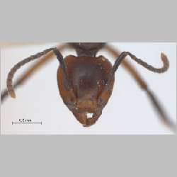 Dolichoderus cuspidatus Smith, 1857 frontal