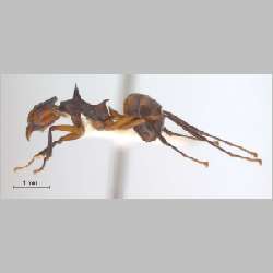 Dolichoderus cuspidatus Smith, 1857 lateral