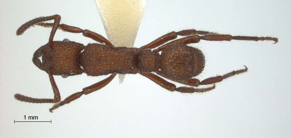 Gnamptogenys costata dorsal