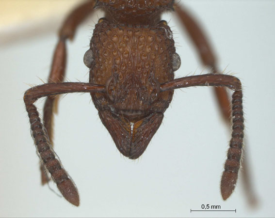 Gnamptogenys costata frontal