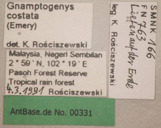 Gnamptogenys costata label