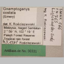 Gnamptogenys costata Emery, 1889 label