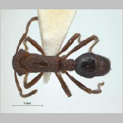 Gnamptogenys menadensis Emery, 1889 dorsal