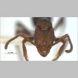 Gnamptogenys menadensis Emery, 1889 frontal