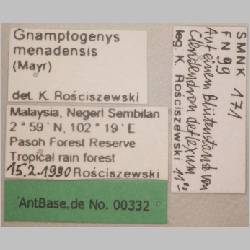 Gnamptogenys menadensis Emery, 1889 label