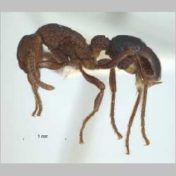 Gnamptogenys menadensis Emery, 1889 lateral