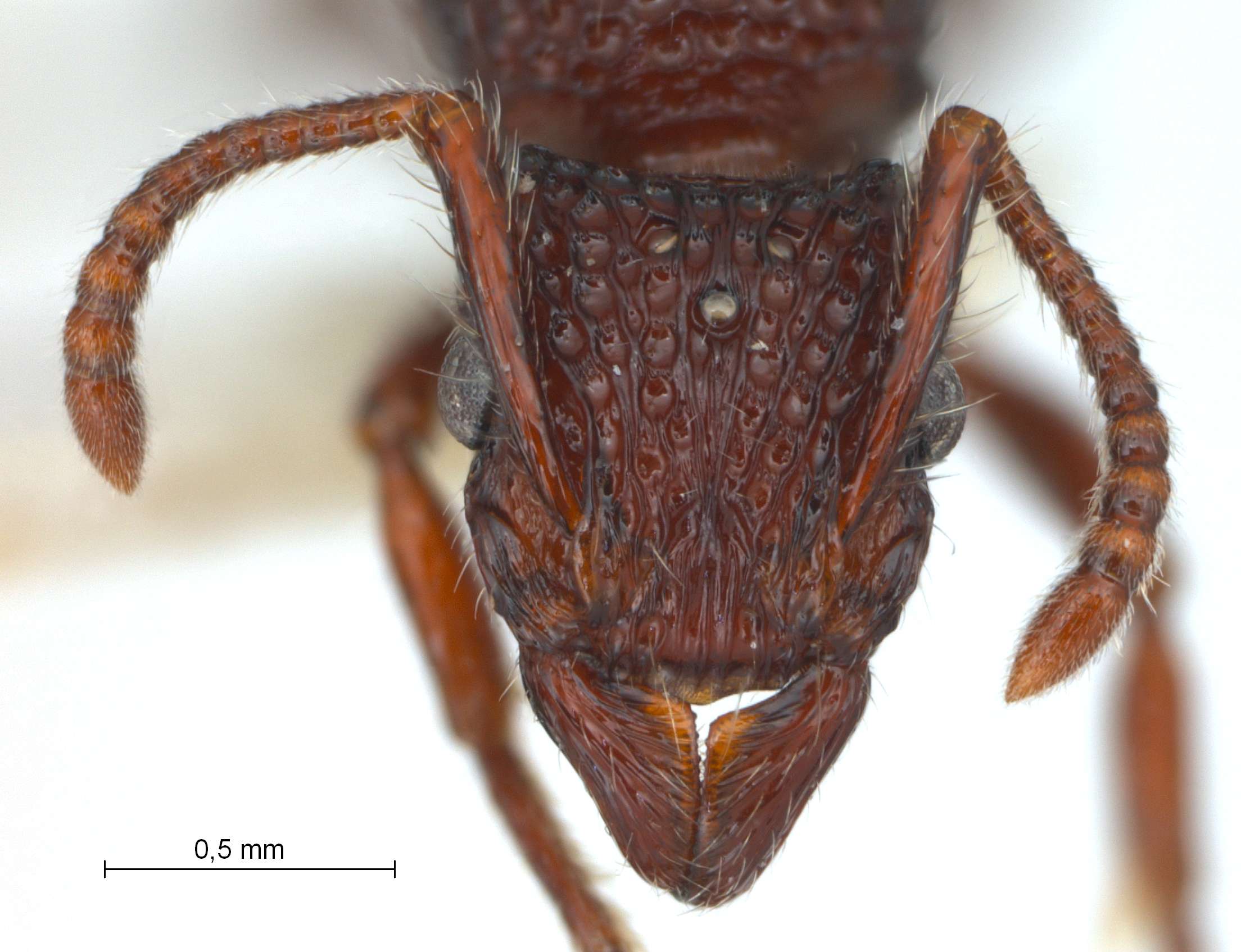 Gnamptogenys sp. near binghamii queen frontal