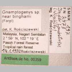 Gnamptogenys sp. near binghamii queen Forel, 1900 label