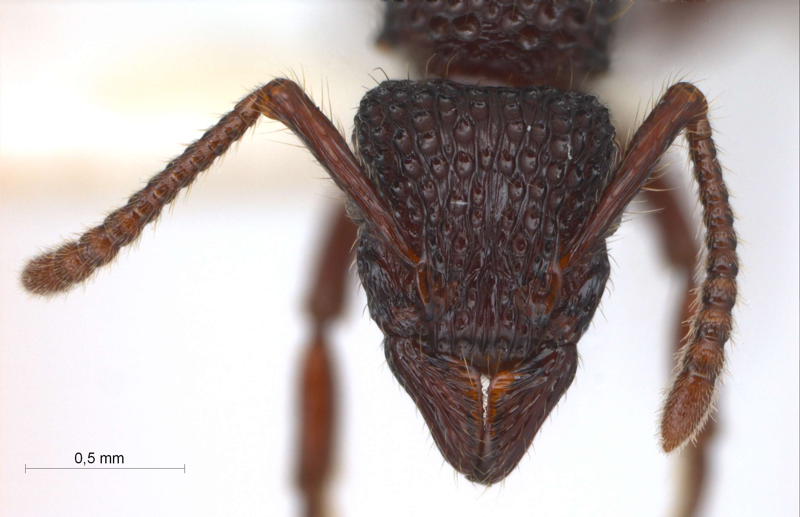 Gnamptogenys sp. near binghamii worker frontal