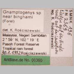Gnamptogenys sp. near binghamii worker Forel, 1900 label