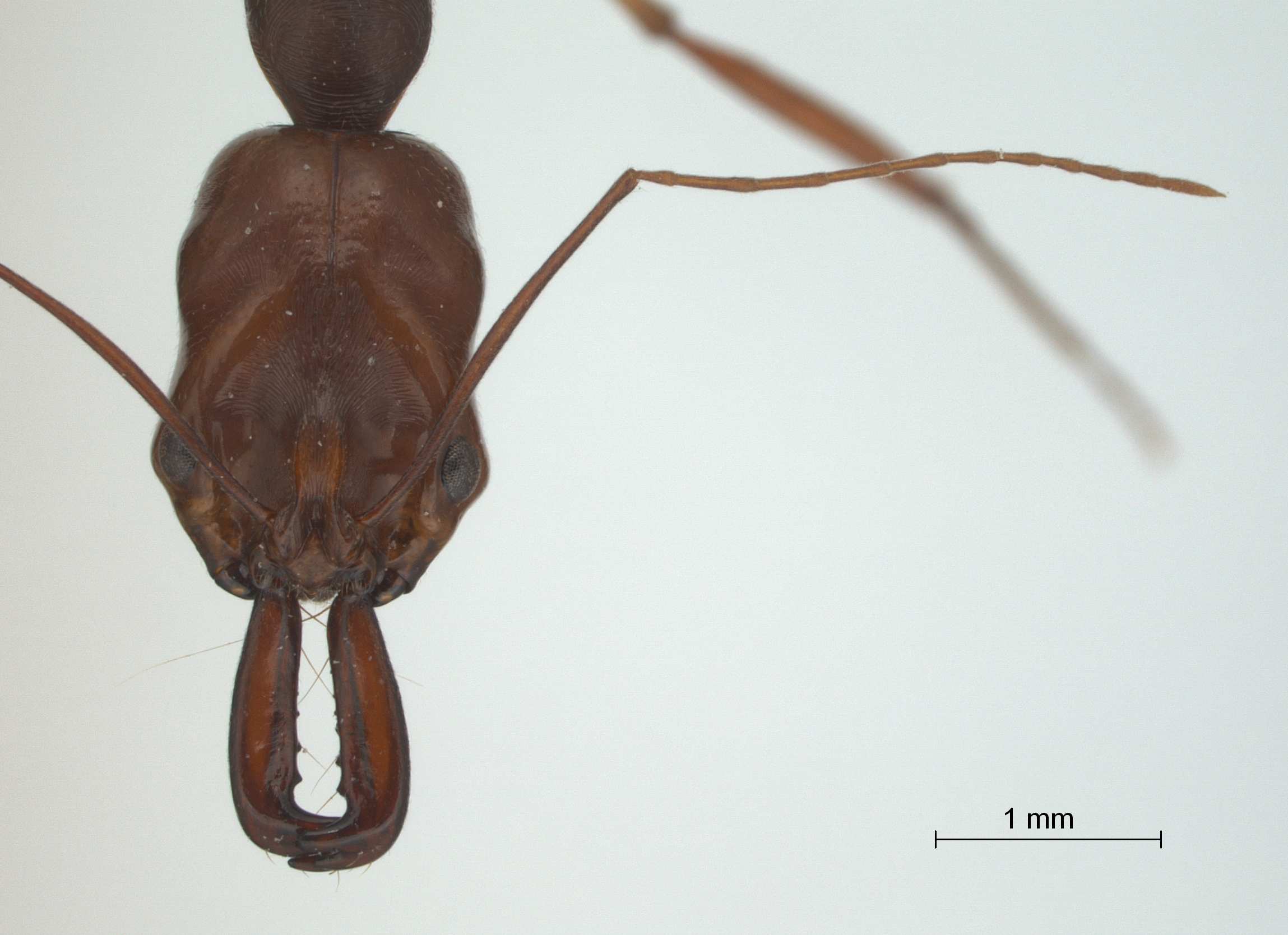 Odontomachus rixosus frontal