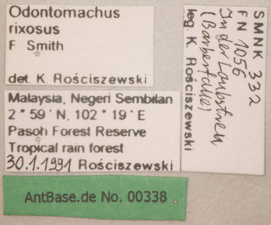 Odontomachus rixosus label