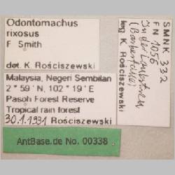 Odontomachus rixosus Smith, 1857 label