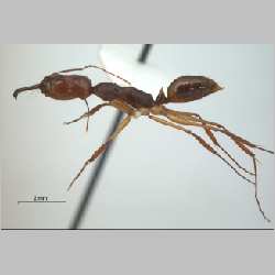 Odontomachus rixosus Smith, 1857 lateral
