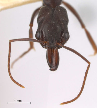 Odontomachus simillimus frontal