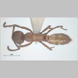 Pachycondyla amblyops Emery, 1887 dorsal