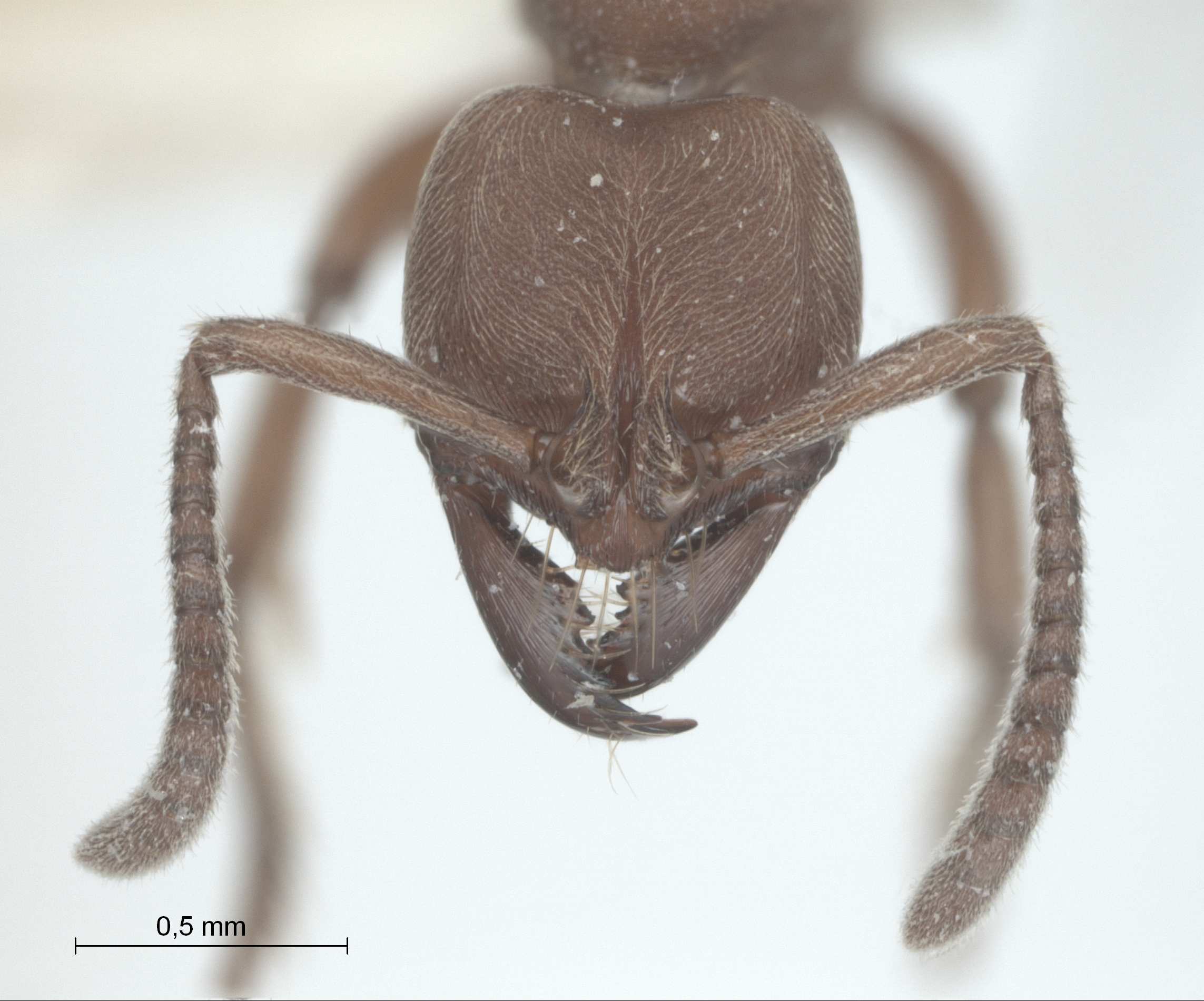 Pachycondyla amblyops frontal