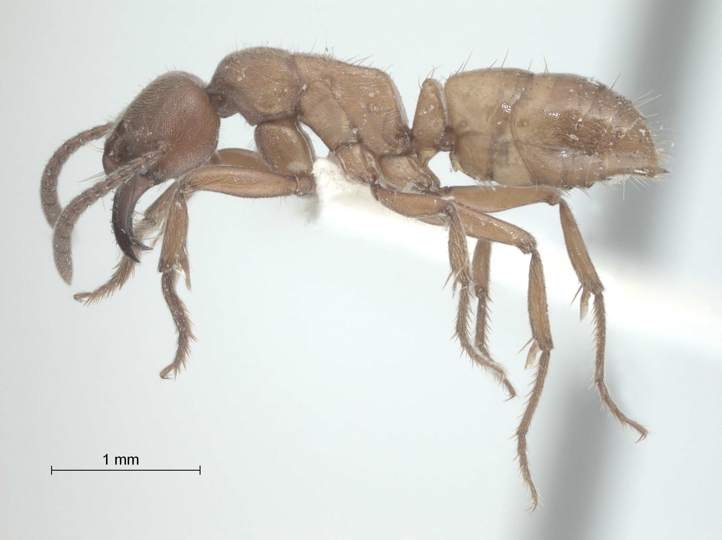 Pachycondyla amblyops lateral