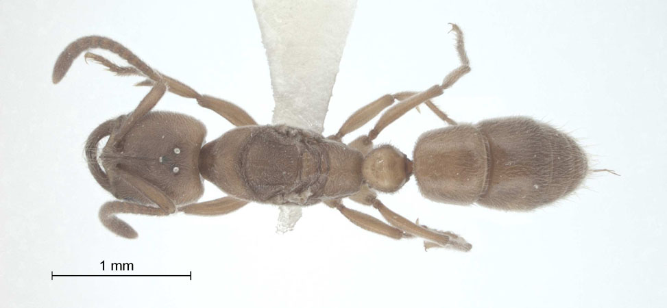 Pachycondyla darwinii dorsal