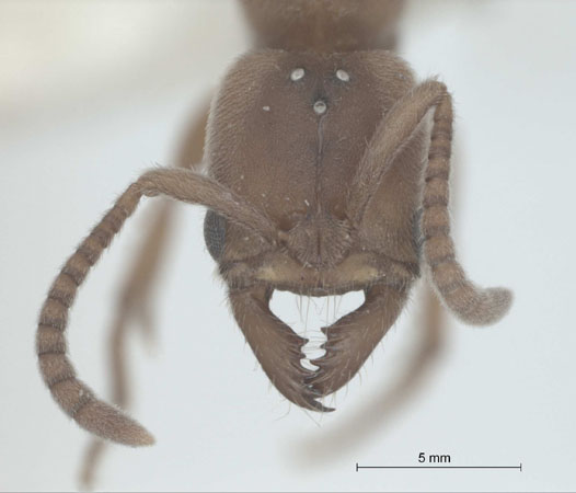 Pachycondyla darwinii frontal