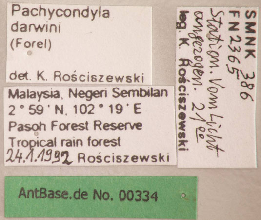 Pachycondyla darwinii label