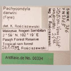 Pachycondyla darwinii Forel, 1893 label