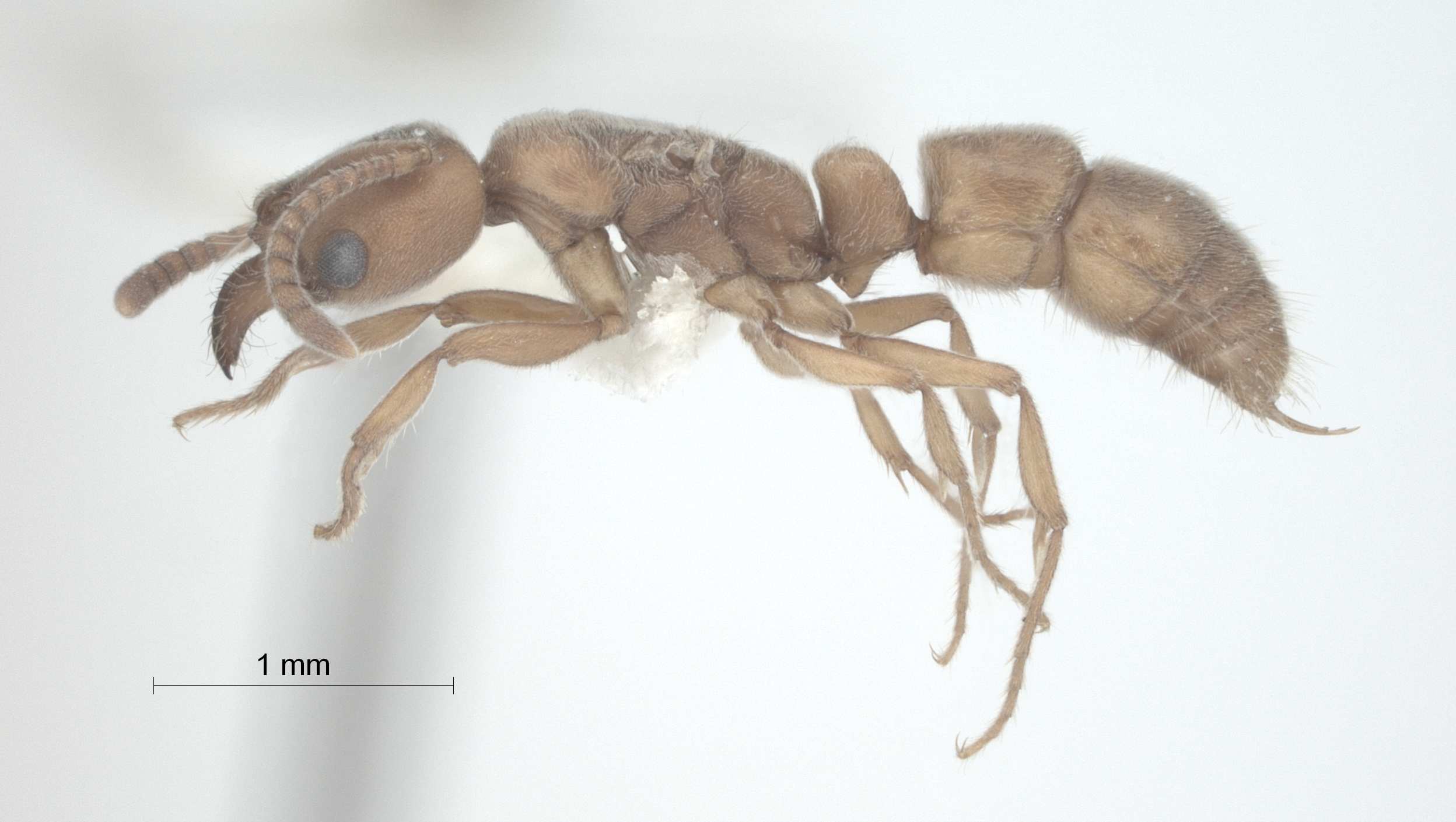 Pachycondyla darwinii lateral