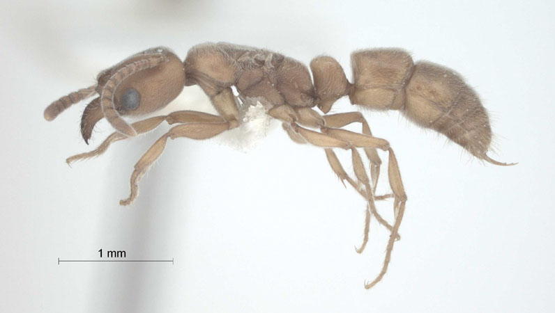 Pachycondyla darwinii lateral