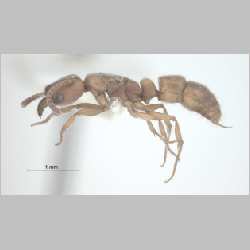 Pachycondyla darwinii Forel, 1893 lateral