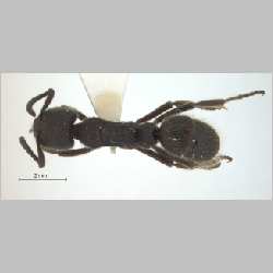 Pachycondyla havilandi Forel, 1901 dorsal