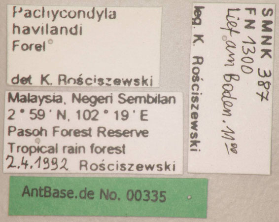 Pachycondyla havilandi label